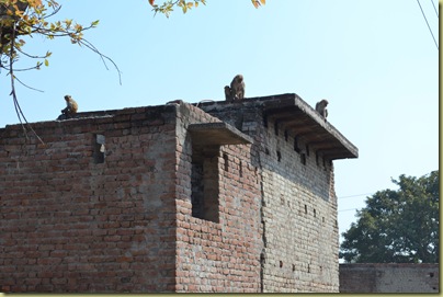 Monkeys in village