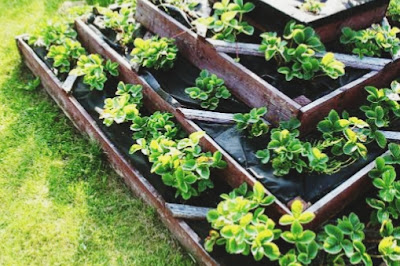 Como plantar morango em canteiro