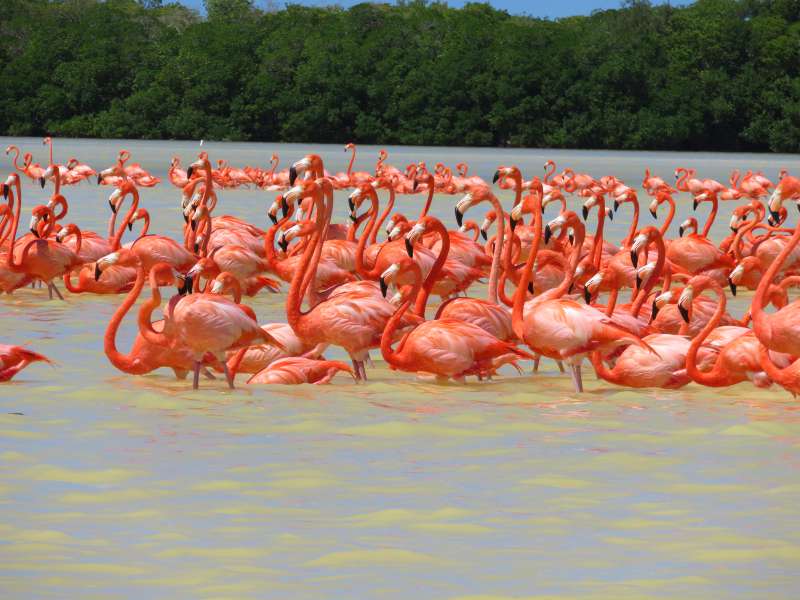 flamingos at Celestun