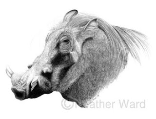 warthog graphite drawing