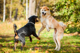 Dude Touch nicht diese Schüssel, Dog Aggression, Welpen Training Klassen