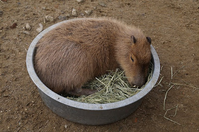 Capybara facts and information
