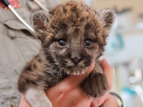 Funny animals of the week - 28 February 2014 (40 pics), cute florida panther cubs