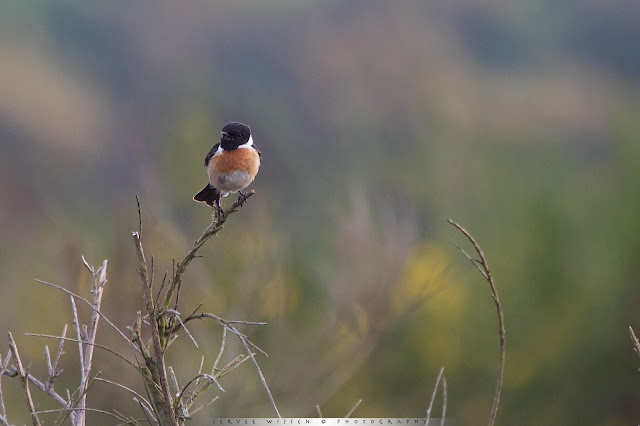 Roodborsttapuit in bloeiende Brem - Stonechat in flowering Broom - Saxiola torquata