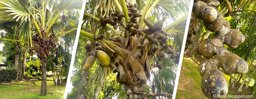 Debidi pol - Lodoicea maldivica Tree