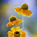 Heleniums Mandy Disher