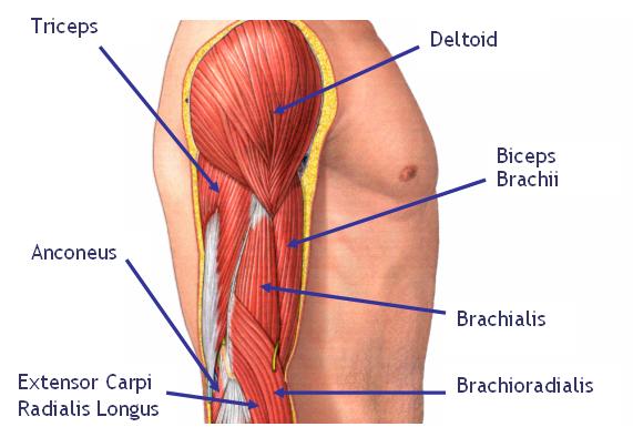 There are 3 muscles to the biceps 1 Brachialis flexes the forearm while 