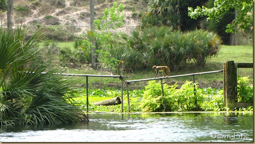 Silver Springs State Park_127