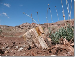 2012-04-15 Petrified Wood, Fry Canyon, UT (27)