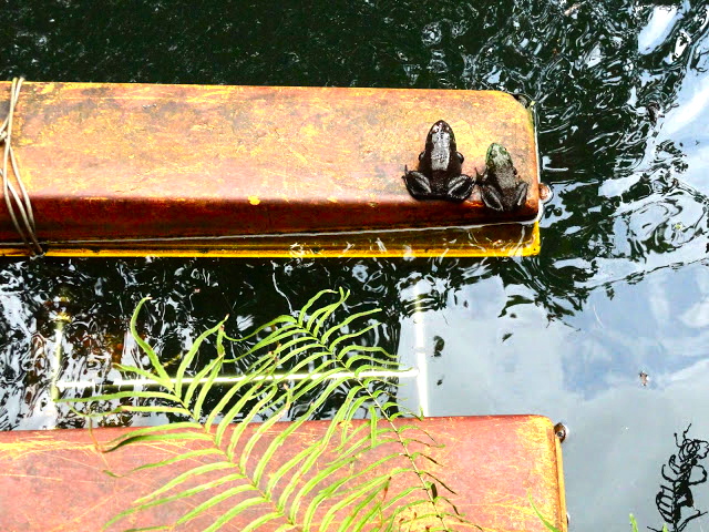 Jurong Frog Farm