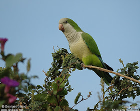 catita Myopsitta monachus