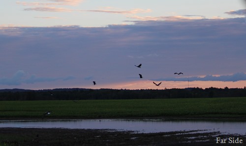 Eagles at sunset