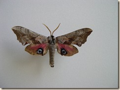 Sphinx moth