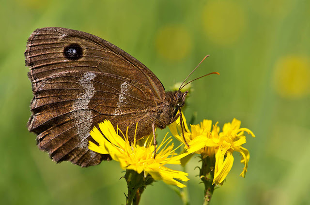 Бархатница дриада (Minois dryas)