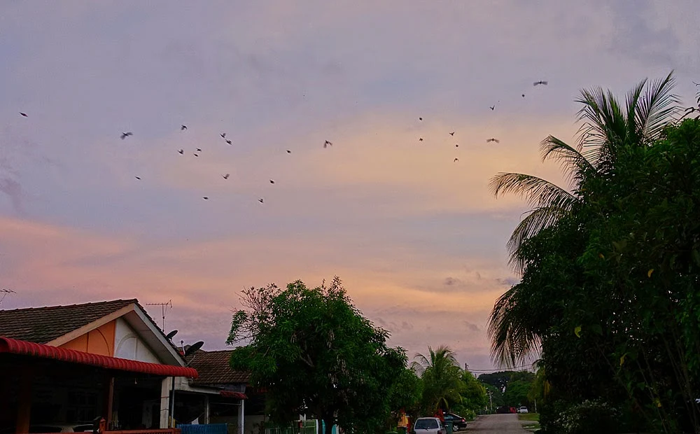 flock of flying bulbul in Malaysia