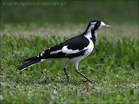 Magpie-lark