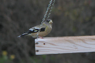 Female Evening Grosbeak