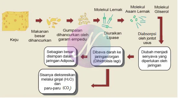 Proses pencernaan lemak yang terjadi dalam tubuh