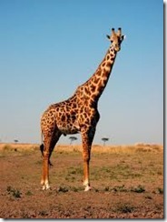 giraffe