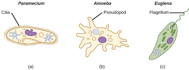 Contoh protista mirip hewan beserta alat geraknya