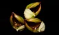 Catasetum rooseveltianum care and culture