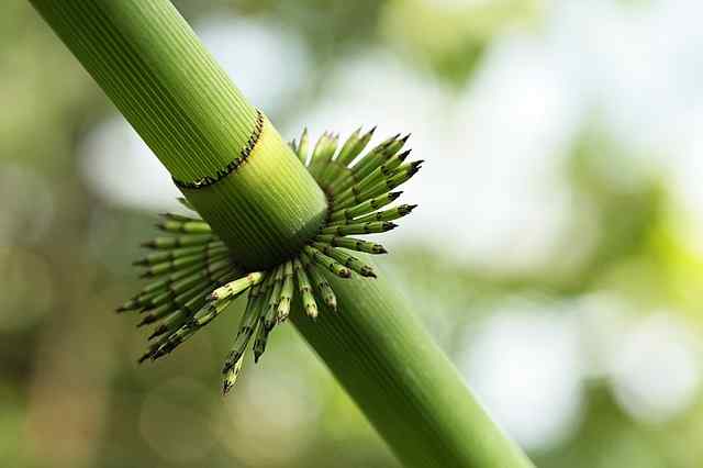 Konsep Terbaru Ciri Ciri Bambu Petung, Kerajinan Bambu