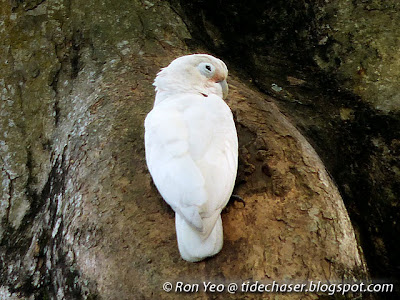 Tanimbar Cockatoo (Cacatua goffini)