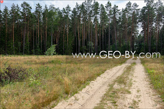 Forest road from Skorodne to Asino