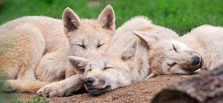 Pile o'wolves