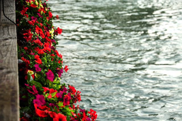 fleurs lucerne pont