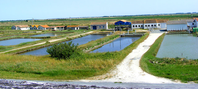 Oyster finishing pools (claires) in the Brouage Marshes, France. Photo by Loire Valley Time Travel.