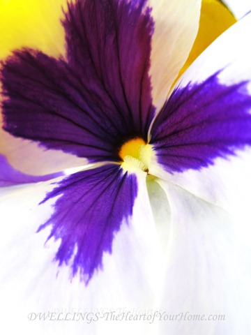 pansy