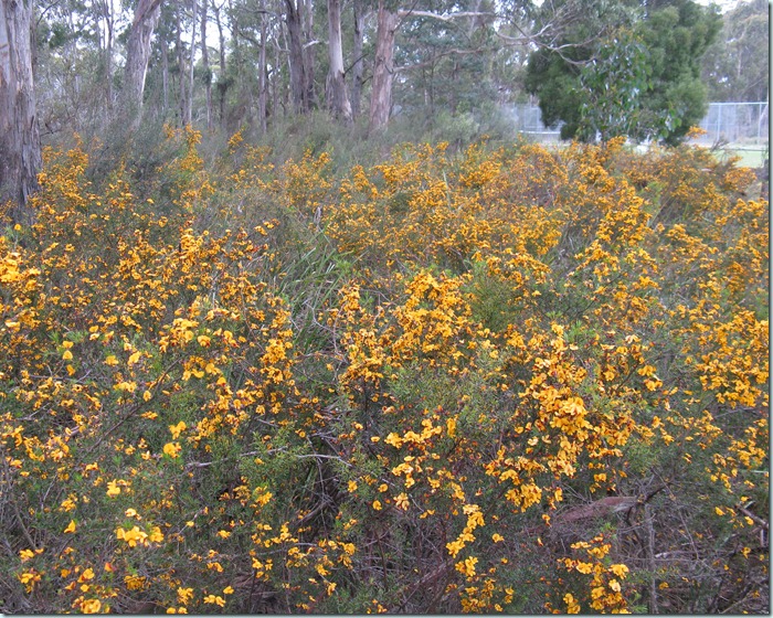 Pultenaea juniperina