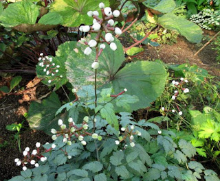 Actaea  'Misty Blue'