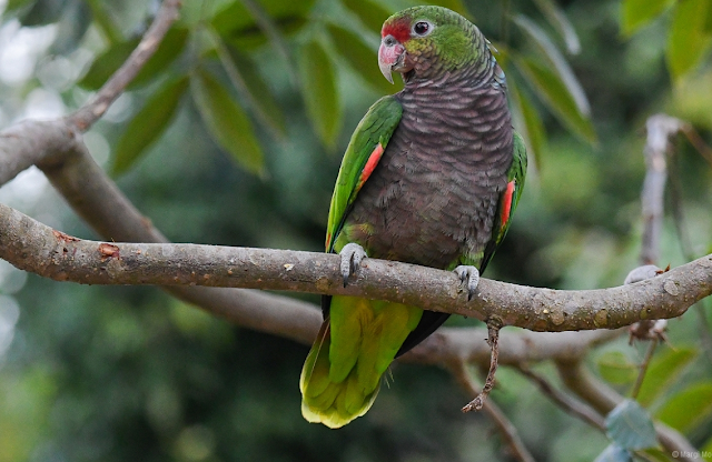 O desafio da conservação do papagaio-de-peito-roxo: estratégias e esperança para uma espécie em perigo
