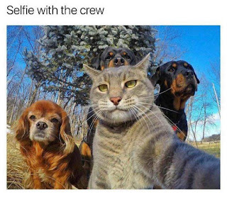 VERY FUNNY ANIMAL SELFIES