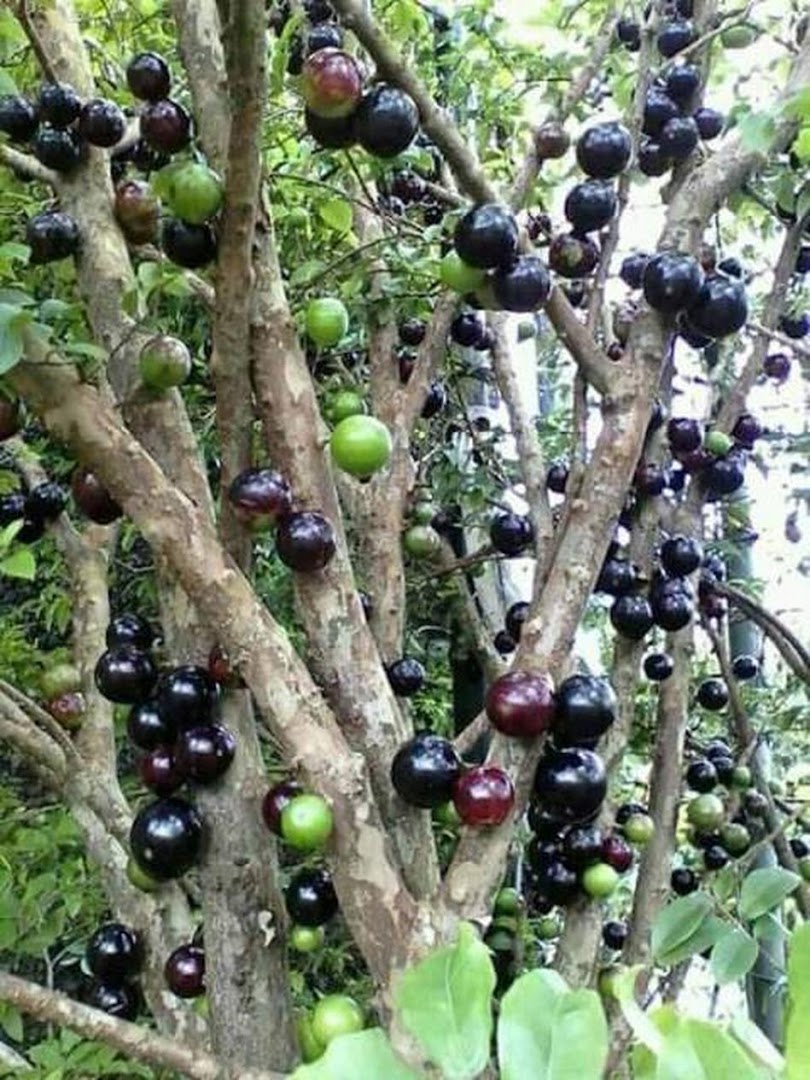 Anggur Braziljaboticaba Sabara Sumatra Selatan