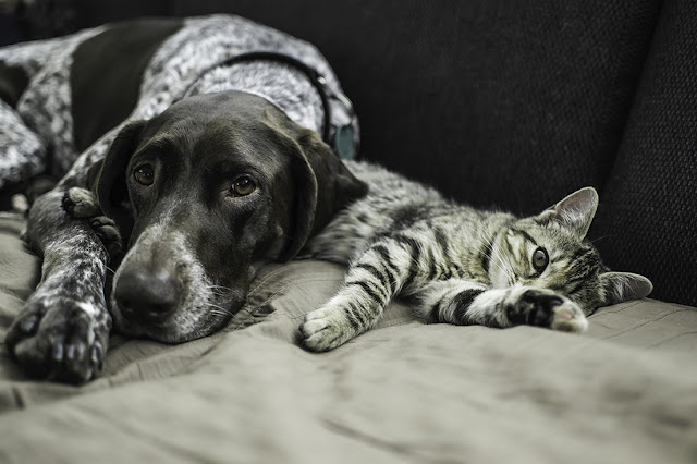 Dog and Cat resting together_Adobe Stock