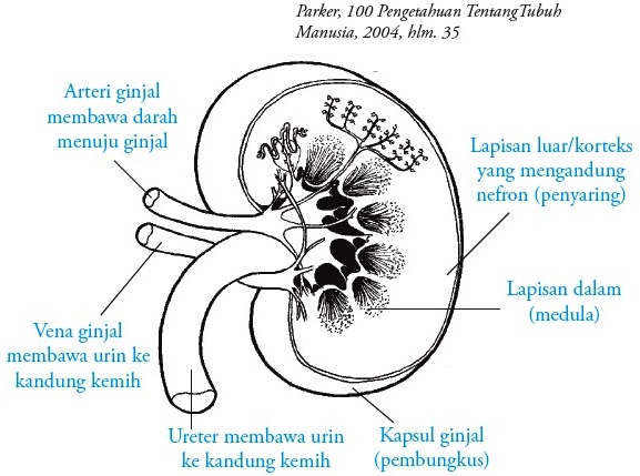 Struktur Anatomi dan Fungsi Ginjal Pada Manusia