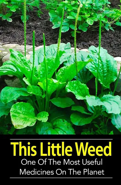 This Little Weed is One of the Most Useful Medicines on the Planet