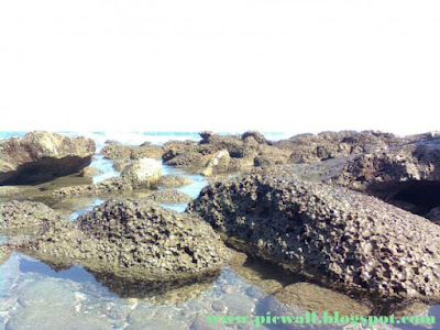 Coral in the St. Martin's Island