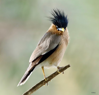 Brahminy Starling