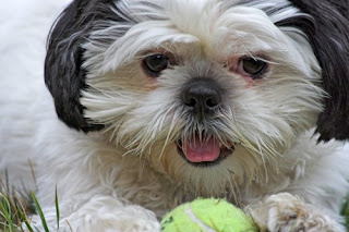 Shih Tzu Small Breed Dogs Pictures