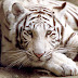 white bengal tiger pictures
