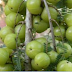 Gastric, phoksosanga related disease and to promote eye lights: Amla