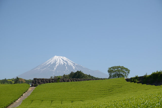 Kebun Teh Hijau Shizuoka