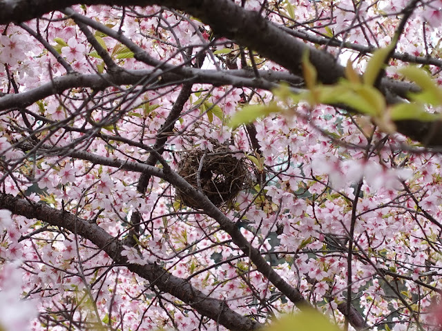 別所川渓流植物園　カワヅザクラ（河津桜）　鳥の巣