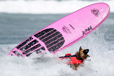 10 pictures of surfing dogs from the 2012 Incredible Surfing Dog Challenge, surfing dogs, funny dogs, surfing dog pictures