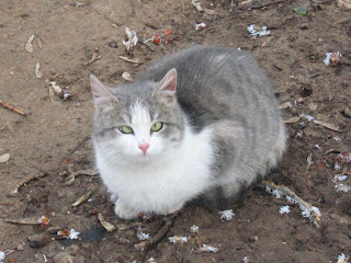 Cross-Eyed Smoky-White Kitty