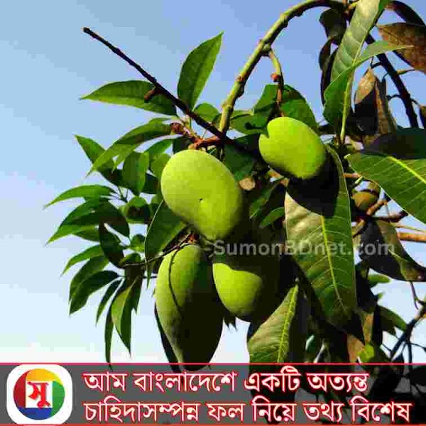 আম বাংলাদেশের একটি অত্যন্ত চাহিদা সম্পন্ন ফল নিয়ে তথ্য বিশেষ - SumonBDnet